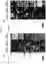 Fig. 06 - LYPD1 INHIBITOR AND METHOD FOR PRODUCING BIOLOGICAL TISSUE USING SAME