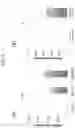 Fig. 08 - LYPD1 INHIBITOR AND METHOD FOR PRODUCING BIOLOGICAL TISSUE USING SAME
