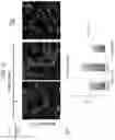 Fig. 15 - LYPD1 INHIBITOR AND METHOD FOR PRODUCING BIOLOGICAL TISSUE USING SAME