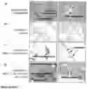 Fig. 06 - IL-12 COMPOSITIONS AND METHODS OF USE IN HEMATOPOIETIC RECOVERY