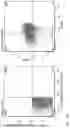 Fig. 26 - IL-12 COMPOSITIONS AND METHODS OF USE IN HEMATOPOIETIC RECOVERY