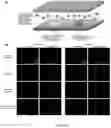 Fig. 03 - Synthetic platelets