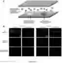 Fig. 05 - Synthetic platelets