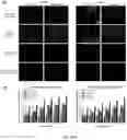 Fig. 07 - Synthetic platelets