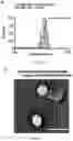 Fig. 14 - Synthetic platelets