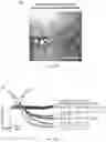 Fig. 15 - Synthetic platelets