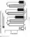 Fig. 23 - Synthetic platelets