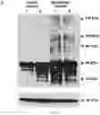 Fig. 26 - Synthetic platelets
