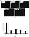 Fig. 29 - Synthetic platelets