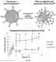 Fig. 42 - Synthetic platelets