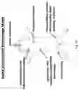 Fig. 44 - Synthetic platelets