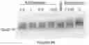 Fig. 07 - Materials and methods for producing improved lentiviral vector particles
