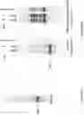 Fig. 08 - Materials and methods for producing improved lentiviral vector particles
