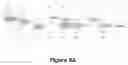 Fig. 12 - Materials and methods for producing improved lentiviral vector particles