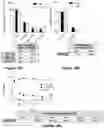 Fig. 16 - Materials and methods for producing improved lentiviral vector particles