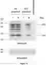Fig. 19 - Materials and methods for producing improved lentiviral vector particles