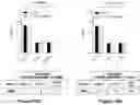 Fig. 26 - Materials and methods for producing improved lentiviral vector particles