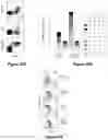 Fig. 31 - Materials and methods for producing improved lentiviral vector particles