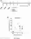 Fig. 04 - TERT immunogenic compositions and methods of treatment using the same