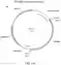 Fig. 12 - TERT immunogenic compositions and methods of treatment using the same
