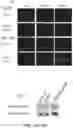Fig. 13 - TERT immunogenic compositions and methods of treatment using the same