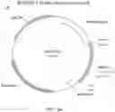 Fig. 15 - TERT immunogenic compositions and methods of treatment using the same