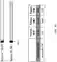 Fig. 19 - TERT immunogenic compositions and methods of treatment using the same