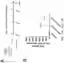 Fig. 20 - TERT immunogenic compositions and methods of treatment using the same