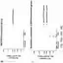 Fig. 22 - TERT immunogenic compositions and methods of treatment using the same
