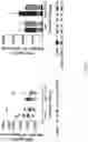 Fig. 24 - TERT immunogenic compositions and methods of treatment using the same