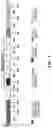 Fig. 02 - IMMUNOGENIC COMPOSITIONS