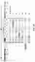 Fig. 11 - IMMUNOGENIC COMPOSITIONS