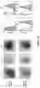 Fig. 15 - IMMUNOGENIC COMPOSITIONS