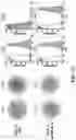 Fig. 20 - IMMUNOGENIC COMPOSITIONS