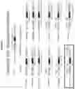 Fig. 03 - Modified RSV F proteins and methods of their use