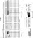 Fig. 05 - Modified RSV F proteins and methods of their use