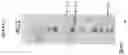 Fig. 07 - Modified RSV F proteins and methods of their use
