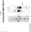 Fig. 10 - Modified RSV F proteins and methods of their use