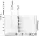 Fig. 24 - Modified RSV F proteins and methods of their use