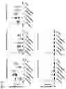 Fig. 04 - Compositions and methods for inducing protective immunity against human immunodeficiency virus infection