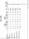 Fig. 20 - METHODS OF TREATING LUNG CANCER WITH A PD-1 AXIS BINDING ANTAGONIST, A PLATINUM AGENT, AND A TOPOISOMERASE II INHIBITOR