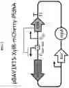 Fig. 02 - Selectively altering microbiota for immune modulation