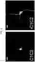 Fig. 12 - ENGINEERED LIGHT-ACTIVATED ANION CHANNEL PROTEINS AND METHODS OF USE THEREOF