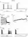 Fig. 13 - ENGINEERED LIGHT-ACTIVATED ANION CHANNEL PROTEINS AND METHODS OF USE THEREOF