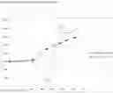 Fig. 09 - Therapeutic treatment