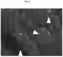 Fig. 12 - Cellular Targeted Label Delivery System