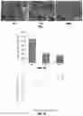 Fig. 02 - Biodegradable, porous, thermally responsive injectable hydrogel as soft tissue defect filler
