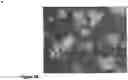 Fig. 07 - Nanofiber-hydrogel composites for cell and tissue delivery
