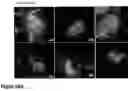 Fig. 35 - Nanofiber-hydrogel composites for cell and tissue delivery