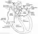 Fig. 01 - Intravascular pump with expandable region at least partially collapsible into recesses defined between impeller blades